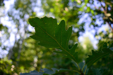 Vein Detail of Bur Oak (Quercus macrocarpa) Leaf