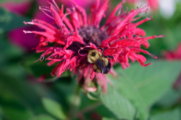 Honey Bee on Bee Balm (Monardra didyma)
