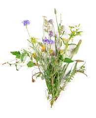 Wildflowers isolated on white