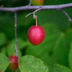 American Plum (Prunus americana)