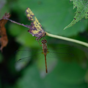 White-faced Meadowhawk (Sympetrum obtrusum) Dragonfly