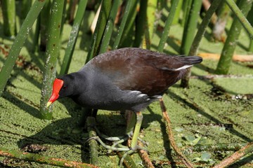 Common Moorhen (Gallinula chloropus)