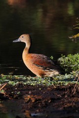 Fulvous Whistling Duck (Dendrocygna bicolor)