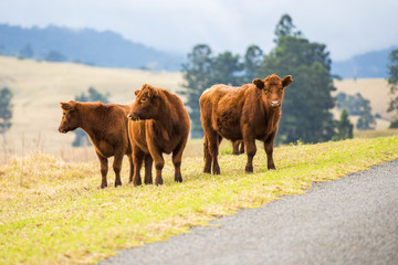 A heard of cows in the paddock during the day in Queensland