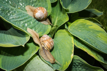 Two garden snail on green and yellow hosta leaves © elen31
