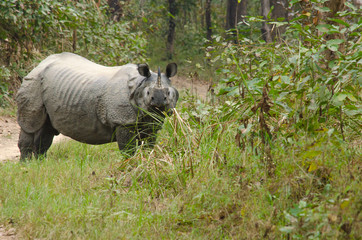 Fototapeta premium male rhino live in chitwan nationnal park , nepal
