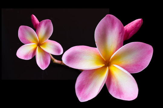 Fototapeta clipping path isolate pink flower plumeria (the big one)