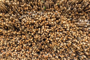 Pile of tree trunks cut