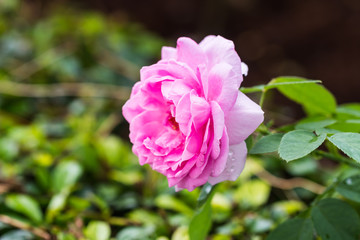 beautiful rose in the garden