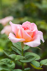 beautiful rose in the garden