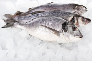 Fresh fishes on ice background