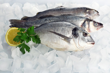Fresh fishes on ice background