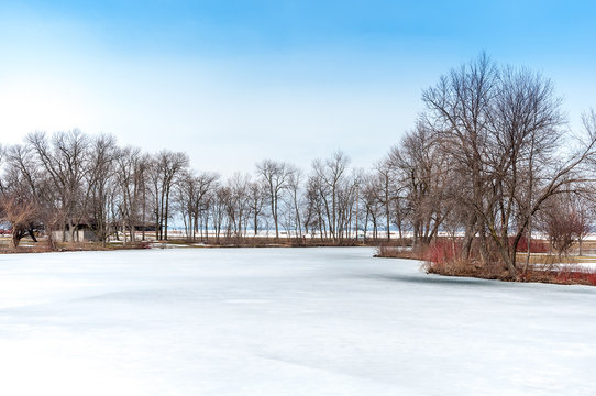 Bushes, Trees And The Grass Standing On A Snow Glade In The Wint