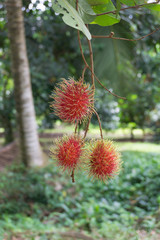 Rambutans on branch
