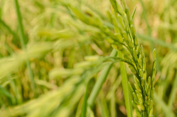 Fototapeta na wymiar Asian rice grow Paddy fields in thailand and blue sky is backgro