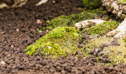green moss