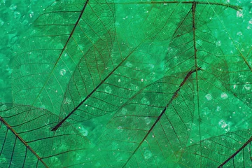 Papier Peint photo Feuille de veine décorative Fond de feuilles de squelette vert