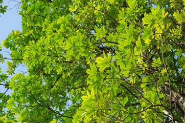 GREEN LEAF BACKGROUND and  blue sky.