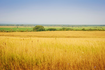 Summer Landscape with Wheat Field a