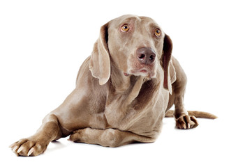 Fototapeta premium dog with bone