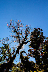 Sunset in rain forest with tree silhouette