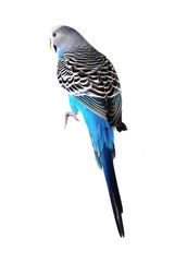 Budgerigar sitting on white billboard isolated on white