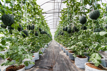 Watermelon in greenhouse
