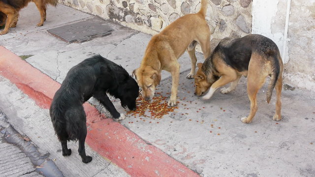 Three Homeless Dogs Eating Solid Dog Food On the Sidewalk While a fourth arrives.