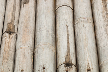Dry bamboo background
