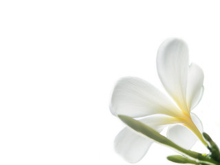 Fototapeta na wymiar Beauty of White Frangipani or Plumeria flowers made with colorful filters.