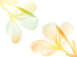 Beauty colorful of Frangipani or Plumeria flowers made with colorful filters.