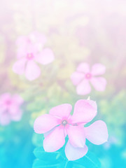 Naklejka na ściany i meble Abstract Blurry of Flower and colorful background. Beautiful flowers made with colorful filters.