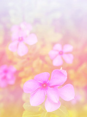 Abstract Blurry of Flower and colorful background. Beautiful flowers made with colorful filters.