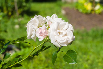 Pale pink and white roses flowers bush
