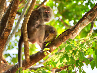 Monkey eating durian