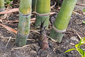 Cercles muraux Bambou bamboo shoot
