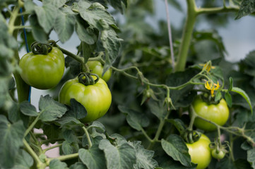 Green tomatoes ripening on vine