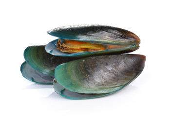 mussel on white background