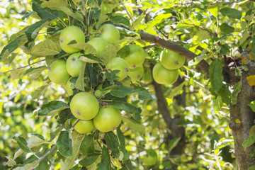 Green Apples