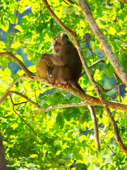 Monkey eating durian