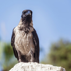 Crow sitting on the stone on the blurred blue sky background.