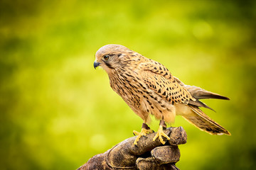 sitting hawk