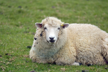 Sheep at Abbotsbury Swannery in Dorset