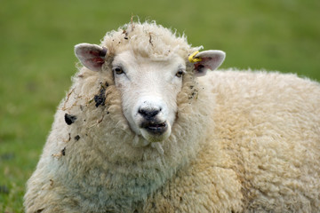 Fototapeta premium Sheep at Abbotsbury Swannery in Dorset