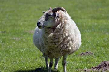 Sheep in field outside Corfe in Dorset