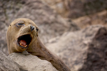 Naklejka premium Fur seal, Ballestas, Peru