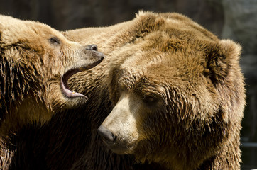 brown bear attacking another bear