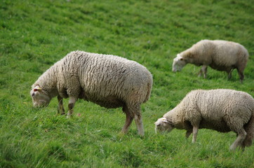 Obraz na płótnie Canvas élevage ovin - mouton au pré
