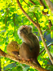 Naklejka na ściany i meble Monkey eating durian