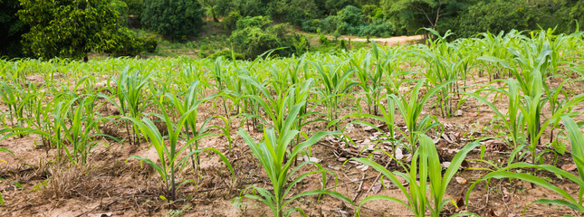 Corn sprout field in up country farm in Thailand